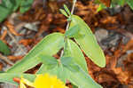 Cedarglade St. Johnswort